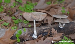 Coprinopsis melanthina