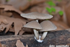 Coprinopsis melanthina
