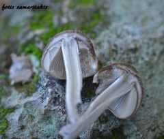 Coprinopsis melanthina