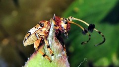Anisocerus scopifer