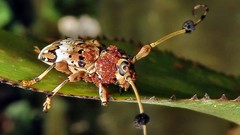 Anisocerus scopifer