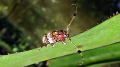 Anisocerus scopifer