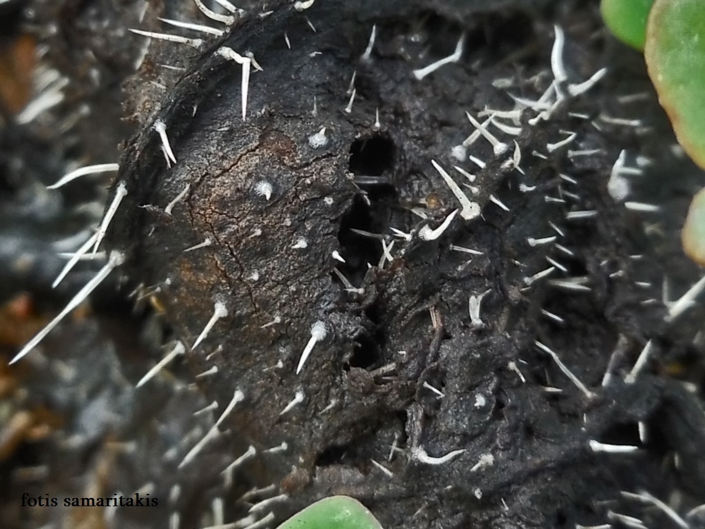 Ceratellopsis