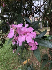 Tibouchina