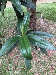 Tibouchina
