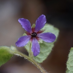Tremandra stelligera
