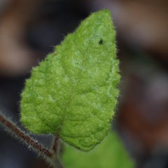 Tremandra stelligera