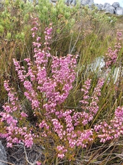 Erica nudiflora