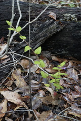 Tremandra stelligera