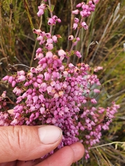 Erica nudiflora