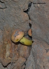 Xerocomellus armeniacus