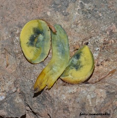 Xerocomellus armeniacus