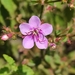 Acisanthera variabilis - Photo (c) Laurent Quéno, algunos derechos reservados (CC BY-NC), subido por Laurent Quéno