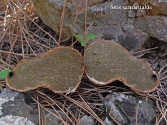 Rhizopogon roseolus