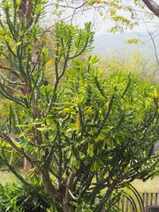 Euphorbia neriifolia