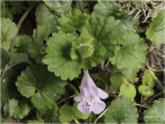 Glechoma grandis