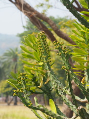 Euphorbia neriifolia