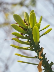 Euphorbia neriifolia