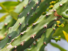 Euphorbia neriifolia