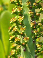 Euphorbia neriifolia