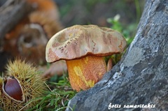 Rubroboletus rhodoxanthus