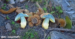 Rubroboletus rhodoxanthus