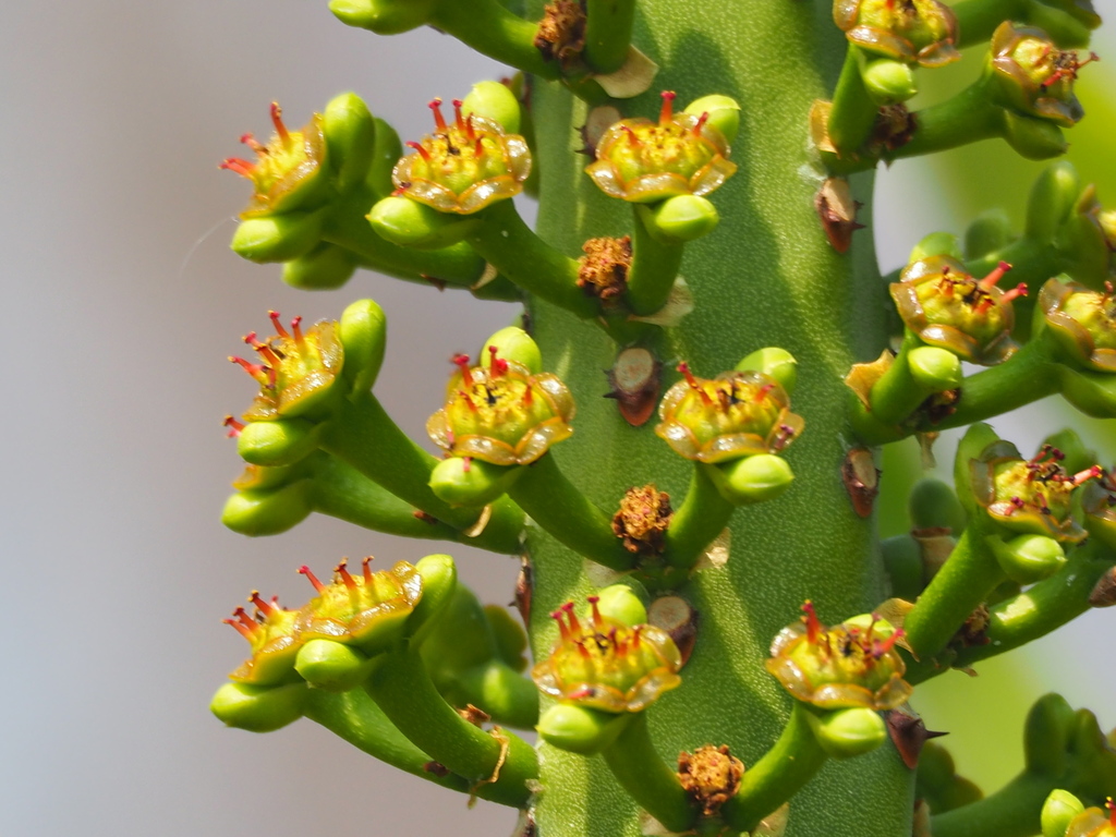 Hedge euphorbia