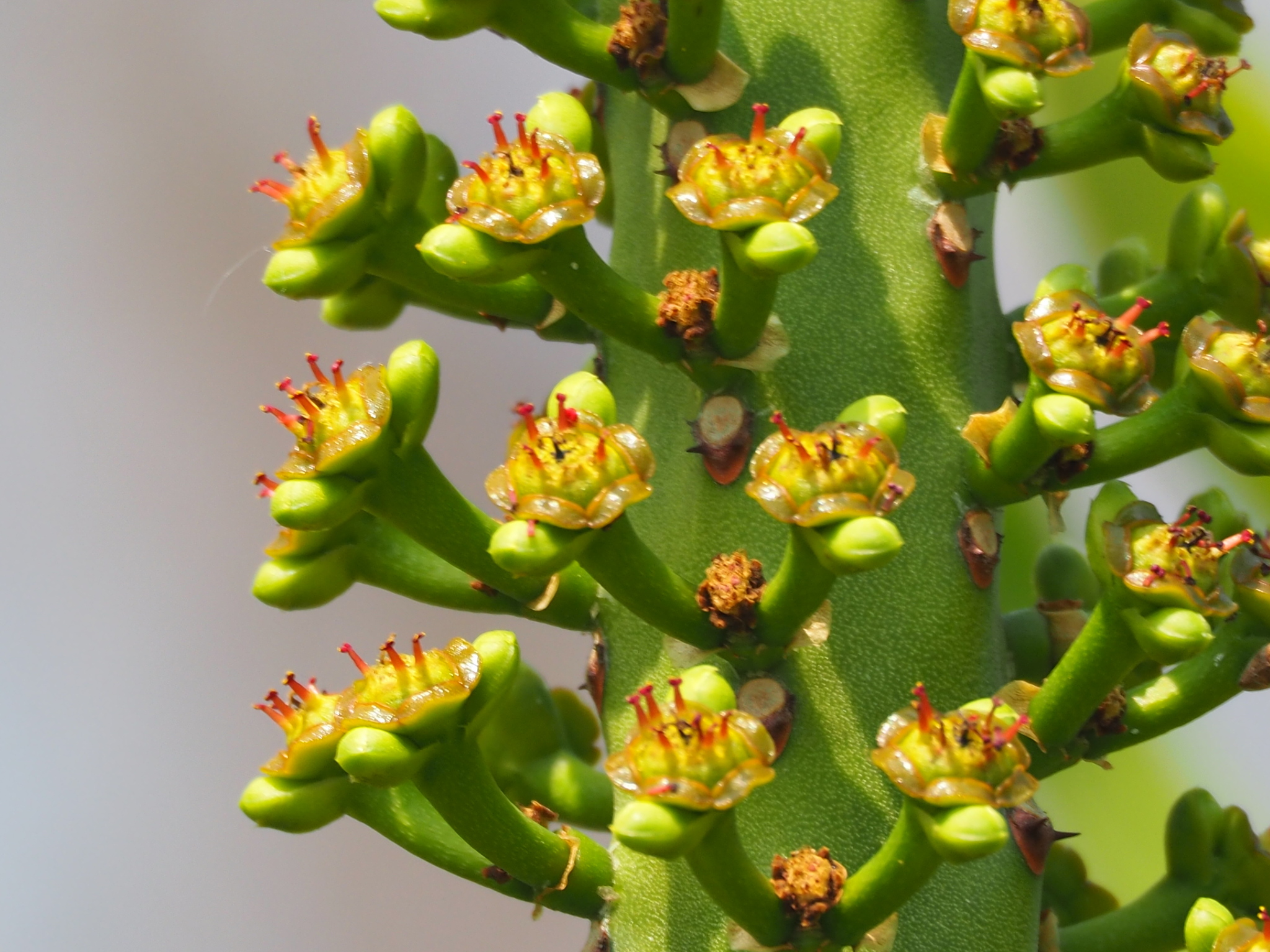 Euphorbia neriifolia