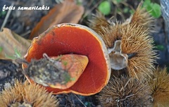 Rubroboletus rhodoxanthus
