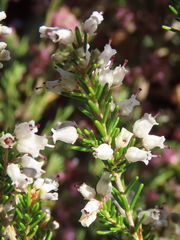 Erica simulans