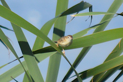 Cisticola juncidis terrestris
