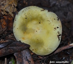 Russula solaris