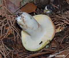Russula solaris