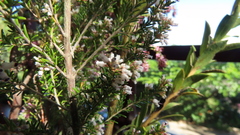 Erica simulans