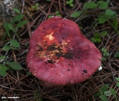 Russula torulosa