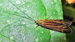 Centromacronema auripenne