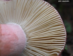Russula torulosa