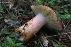 Russula torulosa