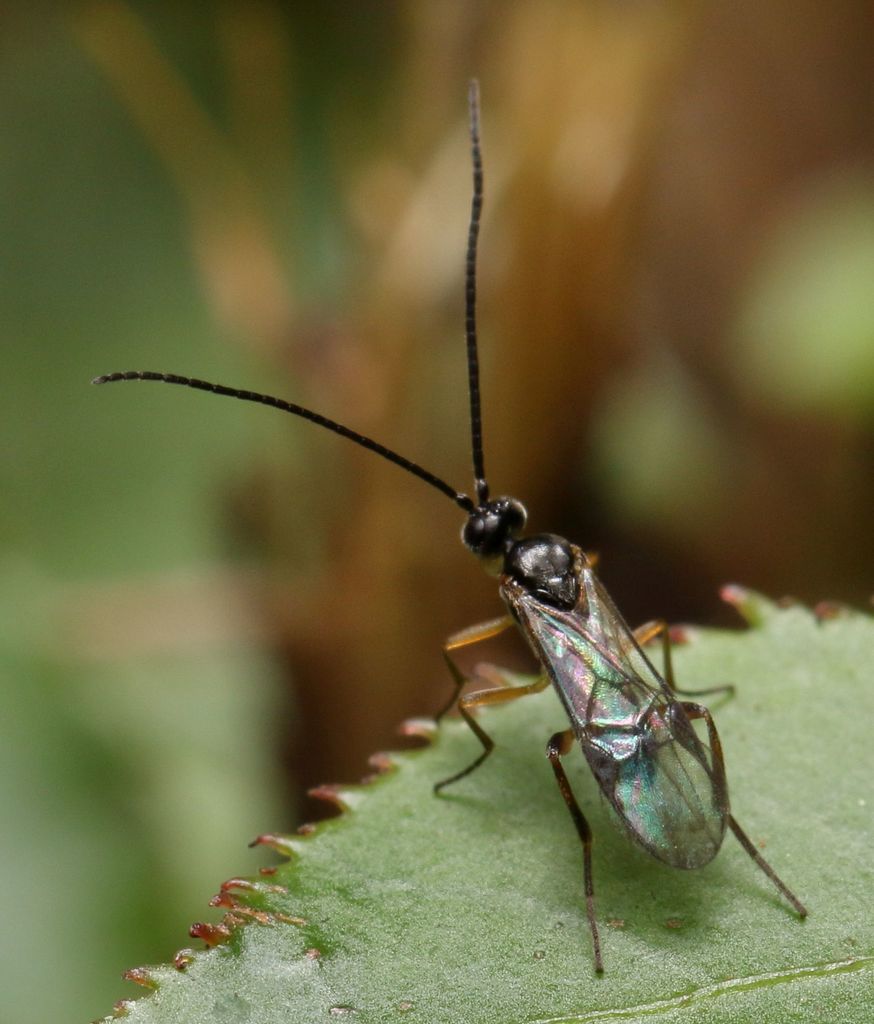 Microgastrinae