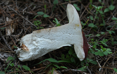 Russula torulosa