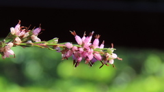 Erica nutans