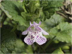 Glechoma grandis