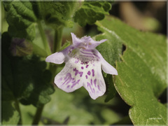 Glechoma grandis
