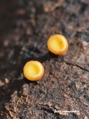 Rutstroemia bolaris