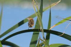 Cisticola juncidis terrestris