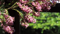 Erica nutans
