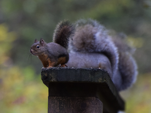 Douglas's Squirrel