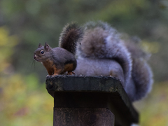Douglas's Squirrel photo 4