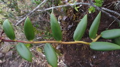 Bomarea hirsuta
