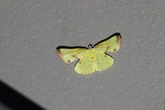 Corymica pryeri